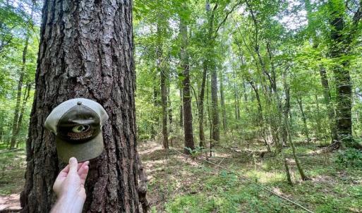 Photo #46 of SOLD property in Off Wilcox Ln, Vanceboro, NC 57.8 acres