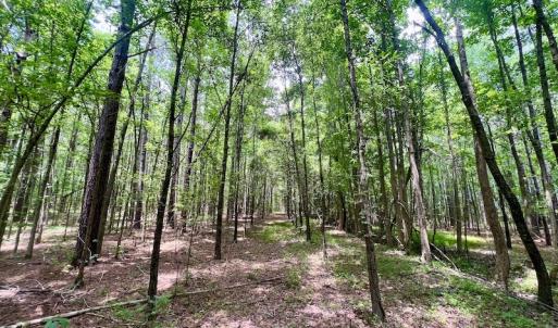 Photo #48 of SOLD property in Off Wilcox Ln, Vanceboro, NC 57.8 acres