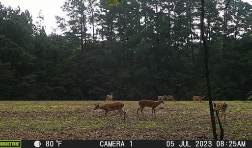 Photo #51 of SOLD property in Off Wilcox Ln, Vanceboro, NC 57.8 acres
