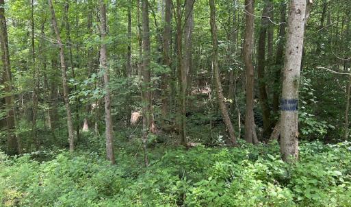 Photo #5 of SOLD property in Off Powells Mill Road, Warrenton, NC 15.0 acres
