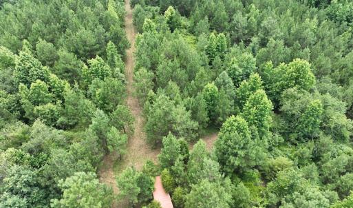 Photo #4 of SOLD property in Off Powells Mill Road, Warrenton, NC 15.0 acres