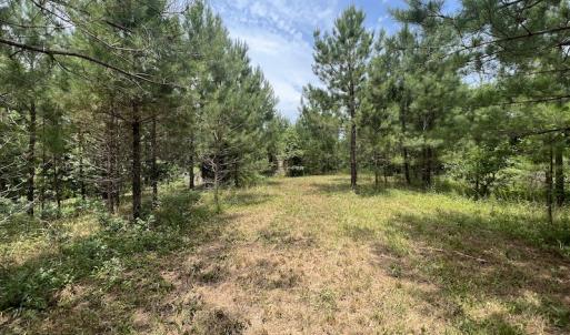 Photo #6 of SOLD property in Off Powells Mill Road, Warrenton, NC 15.0 acres