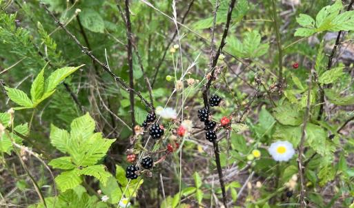 Photo #8 of SOLD property in Off Powells Mill Road, Warrenton, NC 15.0 acres