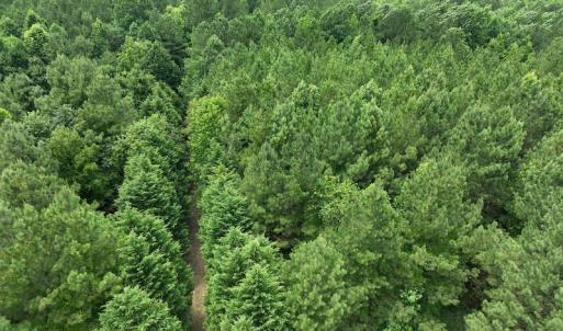 Photo #16 of SOLD property in Off Powells Mill Road, Warrenton, NC 15.0 acres
