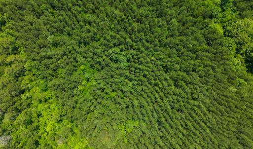 Photo #11 of SOLD property in Off Mill Creek Road, Roxboro, NC 49.0 acres