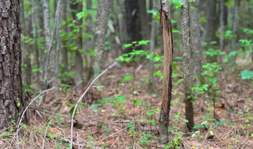Photo #12 of SOLD property in Off Mill Creek Road, Roxboro, NC 49.0 acres