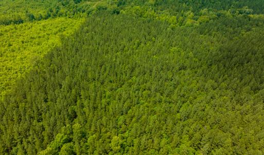 Photo #18 of SOLD property in Off Mill Creek Road, Roxboro, NC 49.0 acres