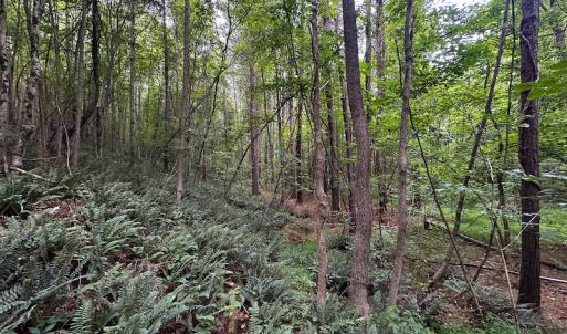 Photo #20 of SOLD property in Off Mill Creek Road, Roxboro, NC 49.0 acres