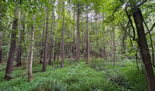 Photo #26 of SOLD property in Off Mill Creek Road, Roxboro, NC 49.0 acres