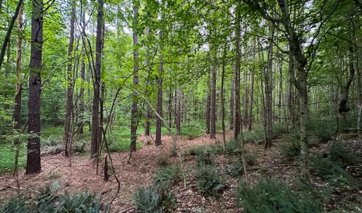 Photo #35 of SOLD property in Off Mill Creek Road, Roxboro, NC 49.0 acres
