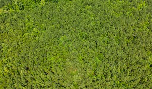 Photo #45 of SOLD property in Off Mill Creek Road, Roxboro, NC 49.0 acres