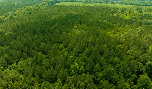 Photo #54 of SOLD property in Off Mill Creek Road, Roxboro, NC 49.0 acres