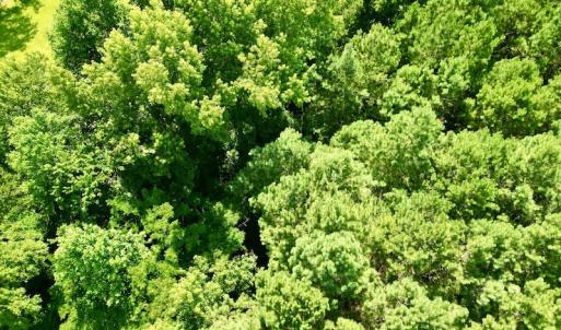Photo #15 of SOLD property in Off Hewitt Rd, Richlands, NC 13.0 acres