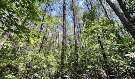 Photo #17 of SOLD property in Off Hewitt Rd, Richlands, NC 13.0 acres
