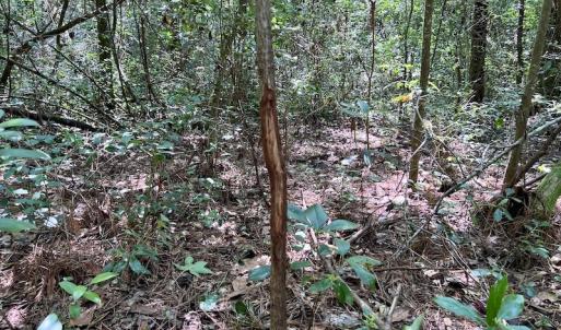 Photo #24 of SOLD property in Off Hewitt Rd, Richlands, NC 13.0 acres