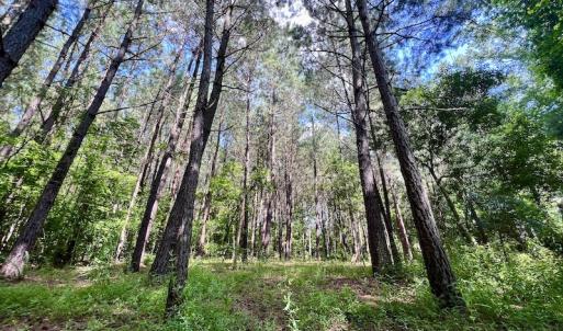 Photo #25 of SOLD property in Off Hewitt Rd, Richlands, NC 13.0 acres