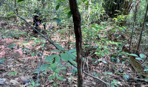 Photo #28 of SOLD property in Off Hewitt Rd, Richlands, NC 13.0 acres