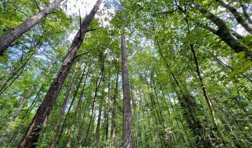 Photo #29 of SOLD property in Off Hewitt Rd, Richlands, NC 13.0 acres