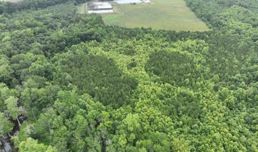 Photo #5 of 1229 NC Highway 305, Aulander, NC 120.0 acres