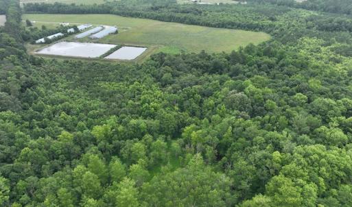 Photo #8 of 1229 NC Highway 305, Aulander, NC 120.0 acres