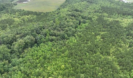 Photo #16 of 1229 NC Highway 305, Aulander, NC 120.0 acres