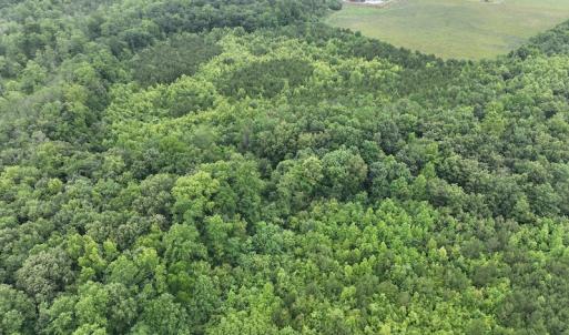 Photo #17 of 1229 NC Highway 305, Aulander, NC 120.0 acres