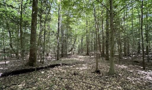 Photo #8 of SOLD property in 3767 Colonial Trail East , Surry, VA 5.9 acres