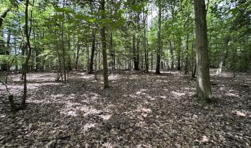 Photo #10 of SOLD property in 3767 Colonial Trail East , Surry, VA 5.9 acres