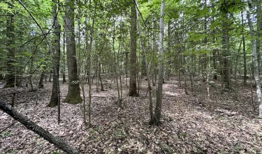 Photo #12 of SOLD property in 3767 Colonial Trail East , Surry, VA 5.9 acres