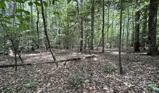 Photo #14 of SOLD property in 3767 Colonial Trail East , Surry, VA 5.9 acres