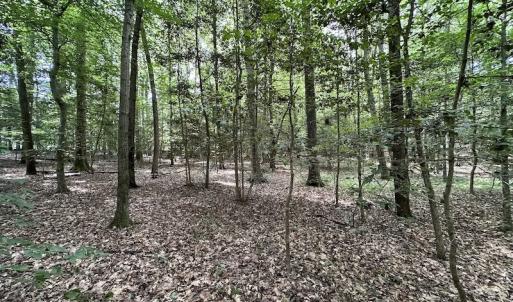 Photo #15 of SOLD property in 3767 Colonial Trail East , Surry, VA 5.9 acres