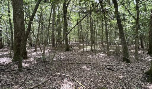 Photo #16 of SOLD property in 3767 Colonial Trail East , Surry, VA 5.9 acres