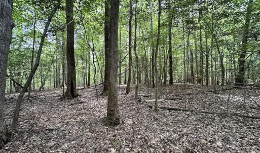 Photo #22 of SOLD property in 3767 Colonial Trail East , Surry, VA 5.9 acres