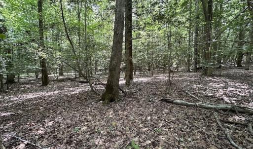 Photo #27 of SOLD property in 3767 Colonial Trail East , Surry, VA 5.9 acres
