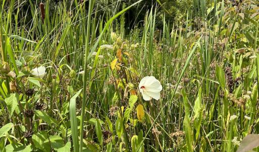 Photo #32 of 103 and 104 Garbacon Drive, Beaufort, NC 10.5 acres