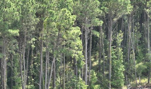 Photo #15 of SOLD property in Off New Hope Road, Hertford, NC 67.9 acres