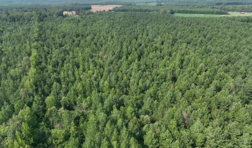 Photo #12 of SOLD property in Off Bryantown Road, Rich Square, NC 14.4 acres