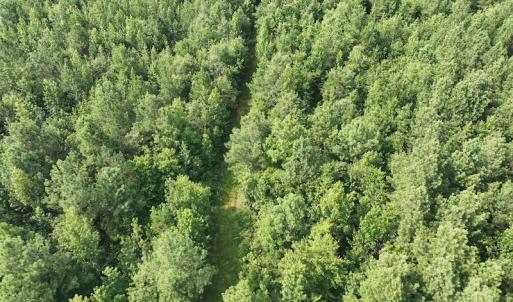 Photo #13 of SOLD property in Off Bryantown Road, Rich Square, NC 14.4 acres
