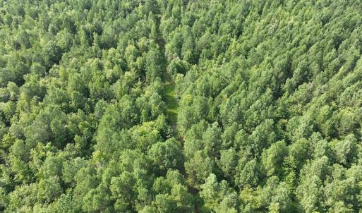 Photo #15 of SOLD property in Off Bryantown Road, Rich Square, NC 14.4 acres
