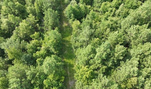 Photo #16 of SOLD property in Off Bryantown Road, Rich Square, NC 14.4 acres