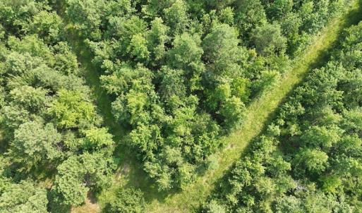 Photo #18 of SOLD property in Off Bryantown Road, Rich Square, NC 14.4 acres