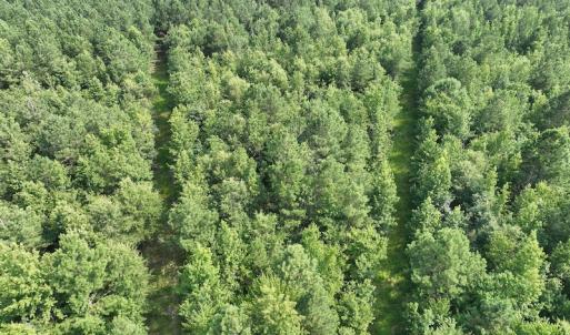 Photo #4 of SOLD property in Off Bryantown Road, Rich Square, NC 14.4 acres