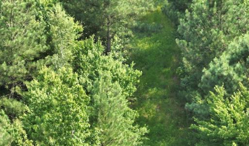 Photo #5 of SOLD property in Off Bryantown Road, Rich Square, NC 14.4 acres