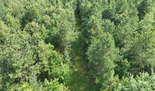 Photo #7 of SOLD property in Off Bryantown Road, Rich Square, NC 14.4 acres