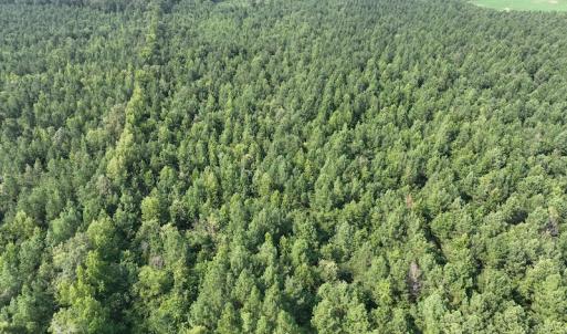 Photo #9 of SOLD property in Off Bryantown Road, Rich Square, NC 14.4 acres