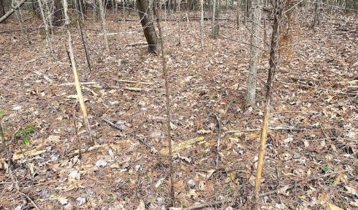 Photo #37 of 7245 General Mahone Hwy , Waverly, VA 62.0 acres