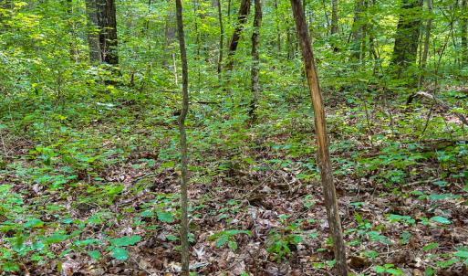 Photo #18 of SOLD property in Off Stoneridge Drive, Stem, NC 23.9 acres