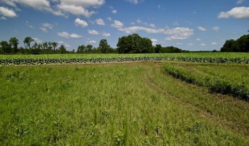 Photo #14 of SOLD property in Off Howell Swamp Church rd, Walstonburg, NC 26.1 acres