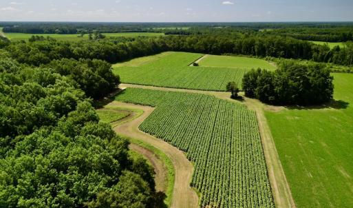Photo #17 of SOLD property in Off Howell Swamp Church rd, Walstonburg, NC 26.1 acres