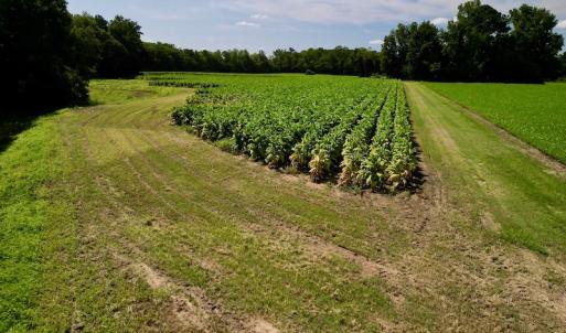 Photo #18 of SOLD property in Off Howell Swamp Church rd, Walstonburg, NC 26.1 acres